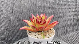 猪的多肉 秋丽多肉植物 哔哩哔哩 Bilibili