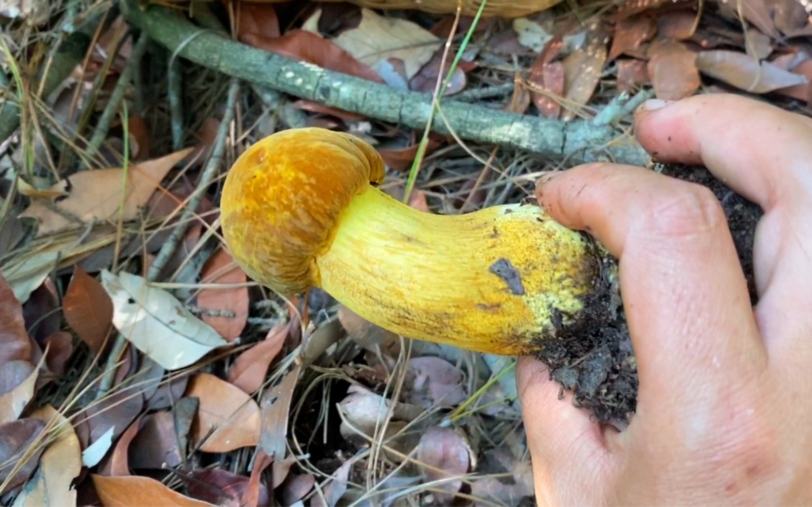 美味黄牛肝一朵