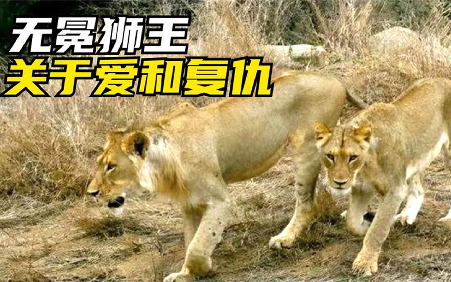 姐弟情深:冥河男孩和冥河姐姐,有时还有冥河奶奶 狮子纪录片