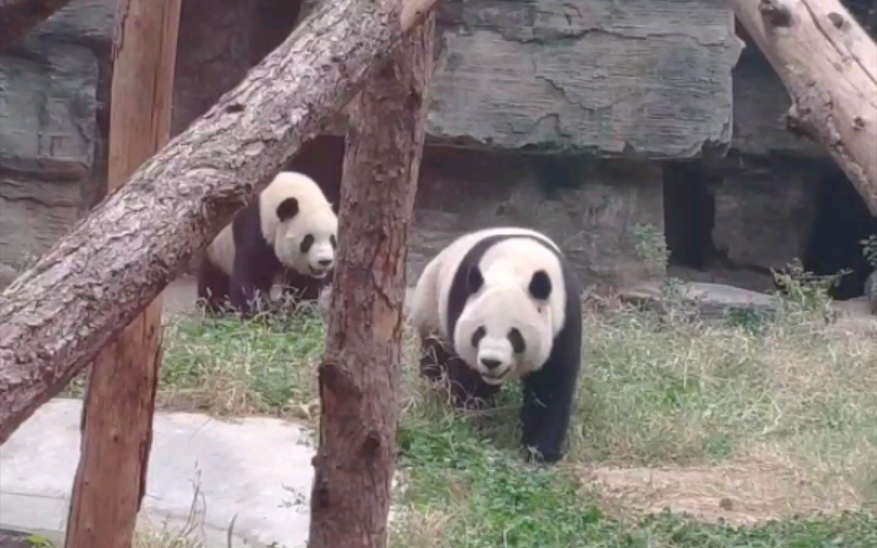 [图]萌宝萌玉的追逐战，跑了很多次，太难拍了，随便看看吧 【大熊猫萌宝】【大熊猫萌玉】20221028