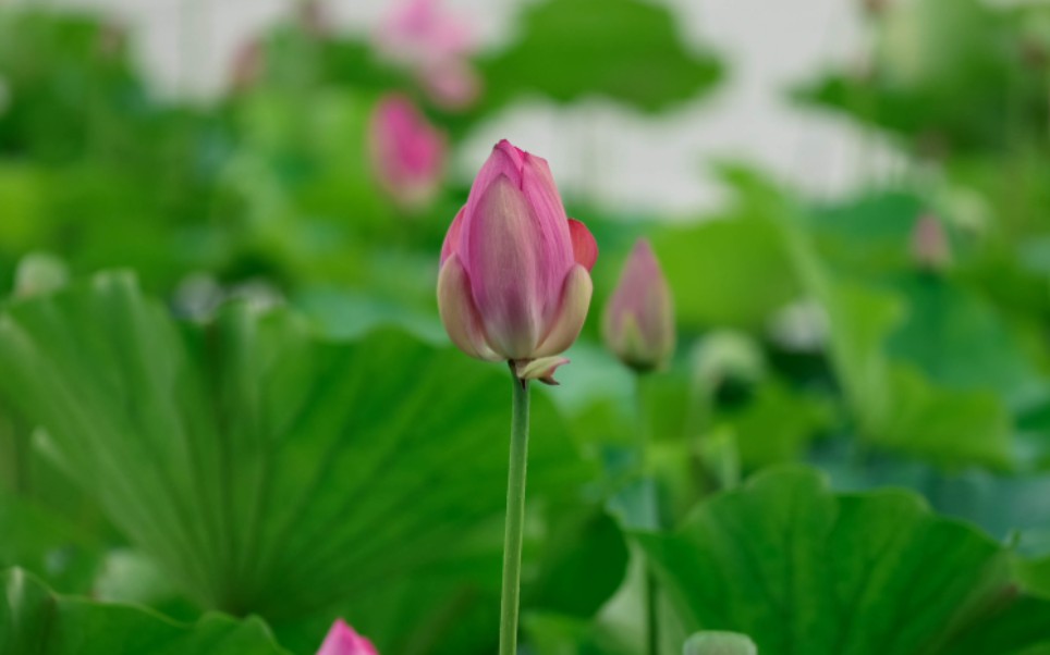 远香湖荷花图片