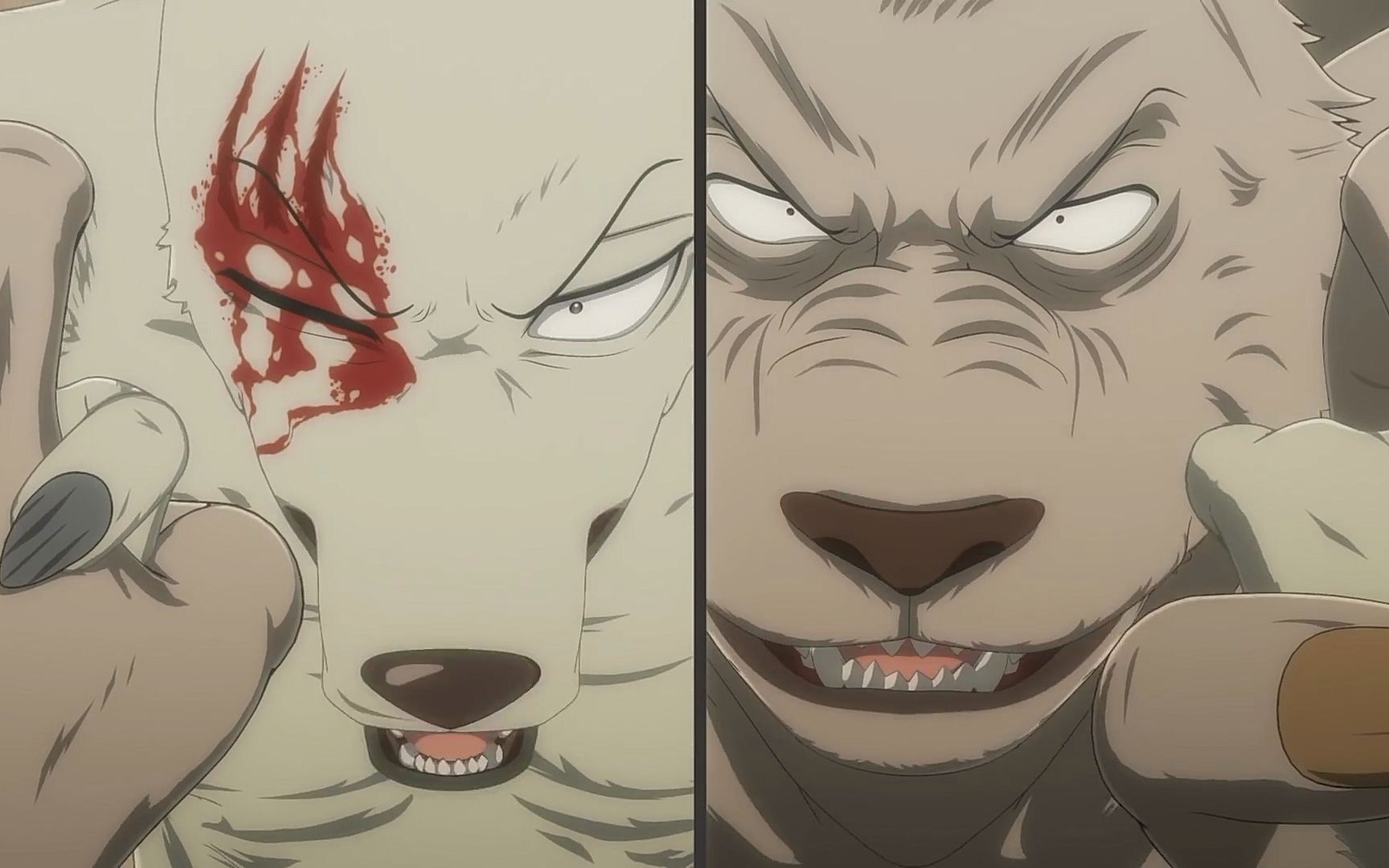 1月动物狂想曲beastars第二季最终话oa放送前pvf宅1080p