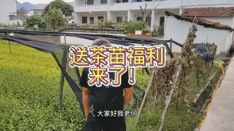 借着下午走路到廊桥的时间，我到茶苗地把给茶友的福利给大家看下