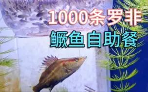 Télécharger la video: 三条鳜鱼捕食1000条罗非苗，一天能吃完吗？结果证明鳜鱼食量惊人