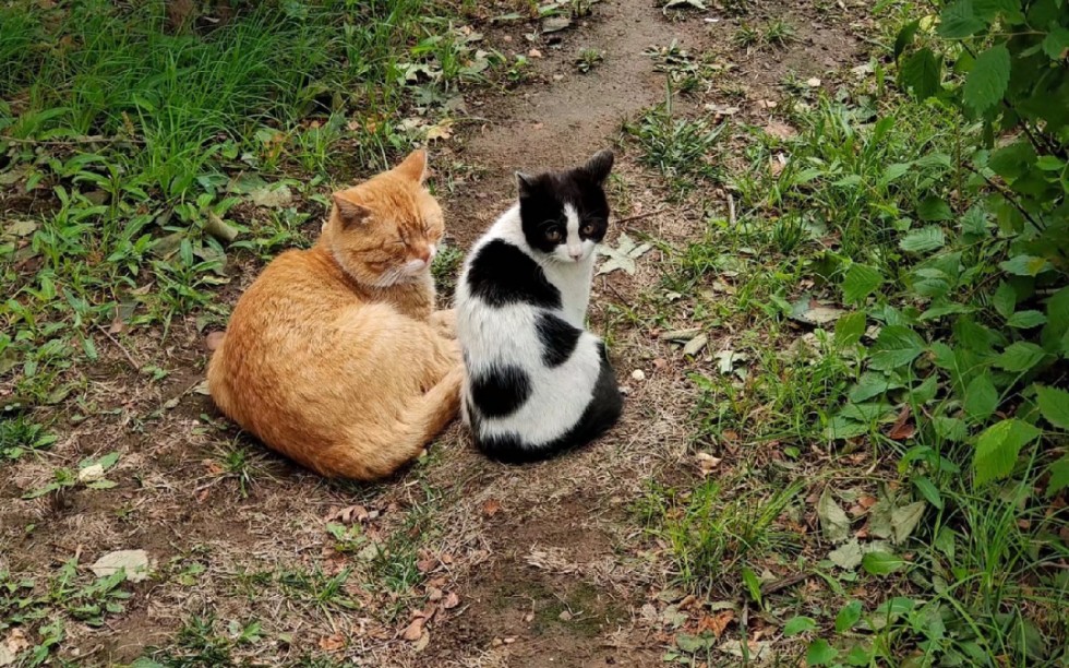 佛系大橘猫,活泼奶牛猫