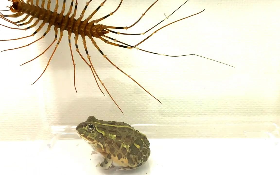 活动作品蛐蜓招你惹你了