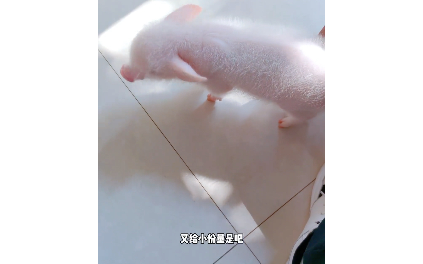 懒惰的小猪完不成每天的运动量哔哩哔哩bilibili