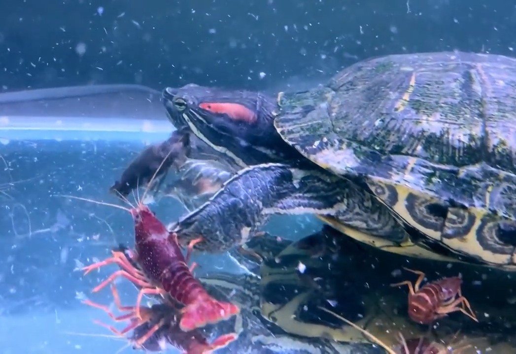 高清实拍乌龟捕食龙虾