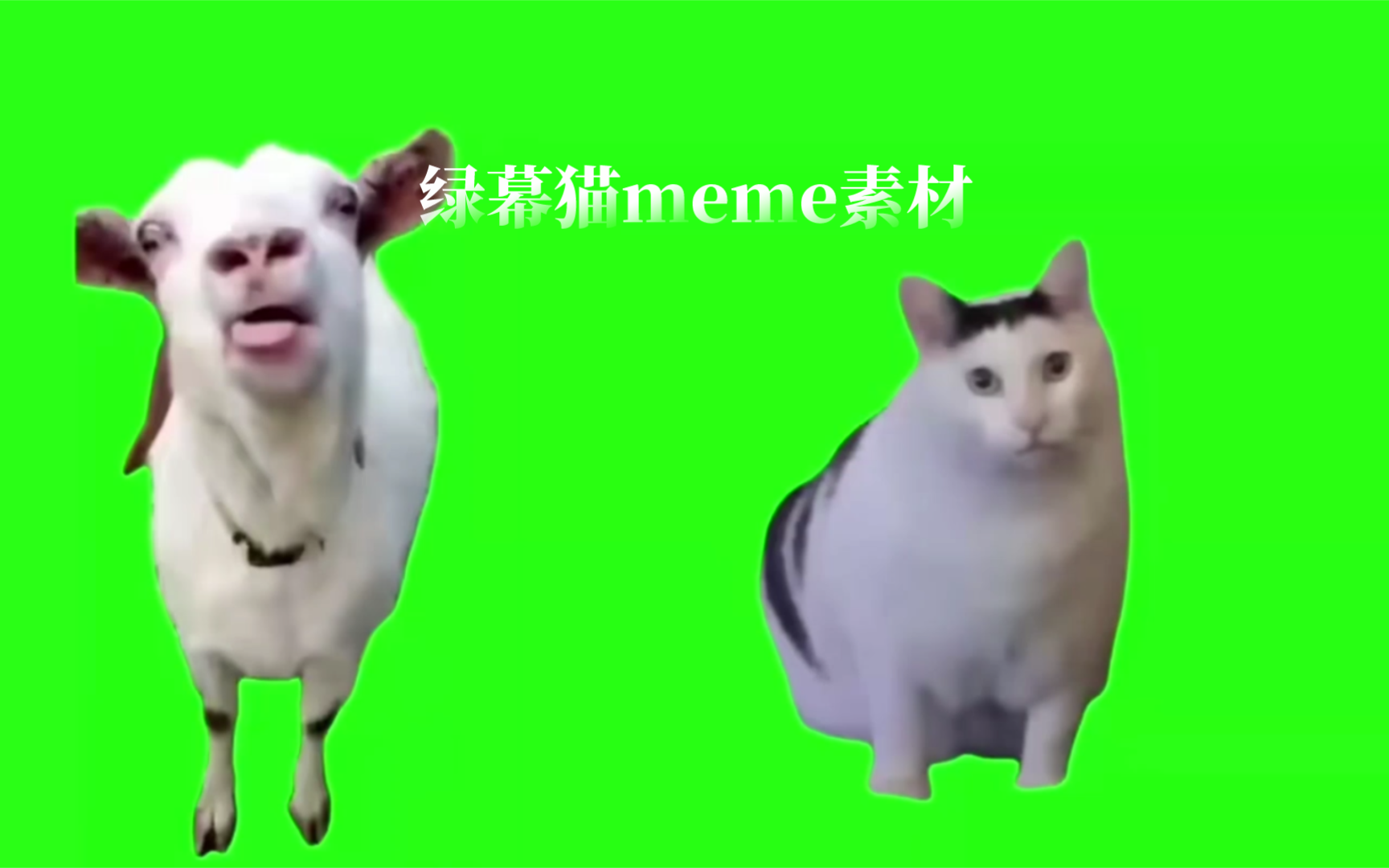 [图]绿幕猫meme素材