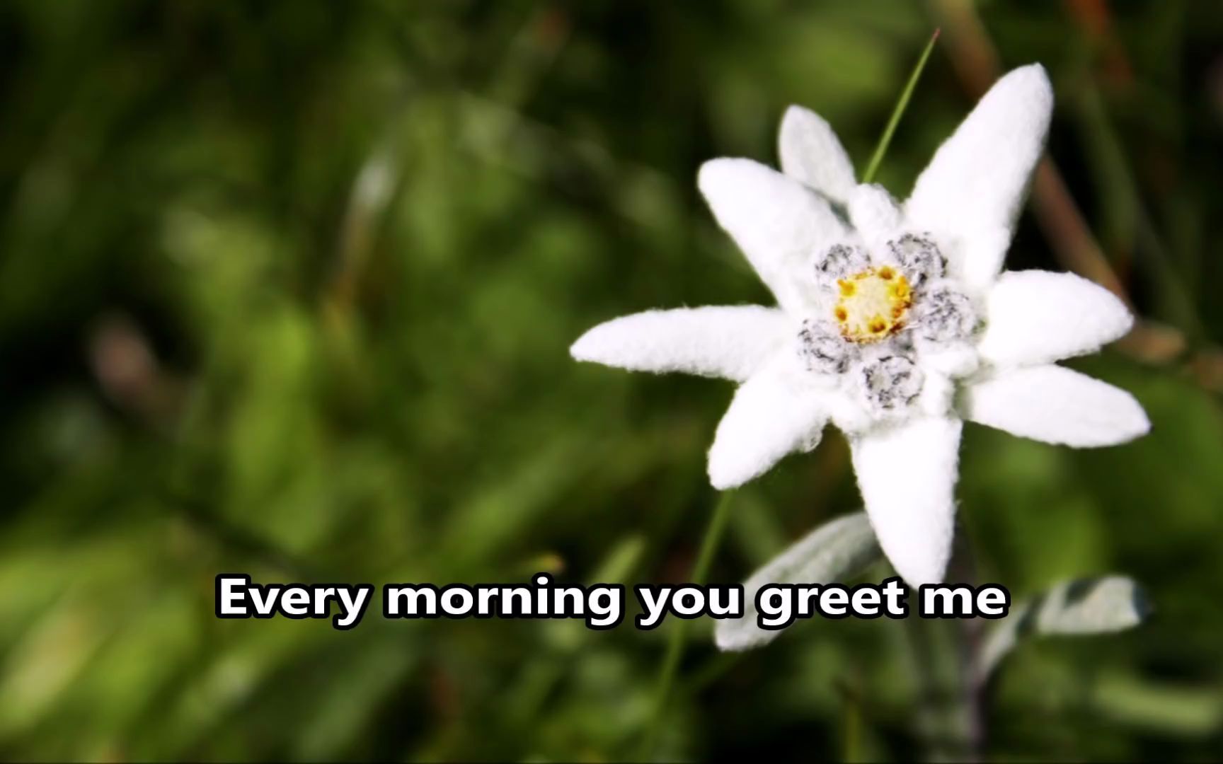 [图]雪绒花 Edelweiss - Julie Andrews