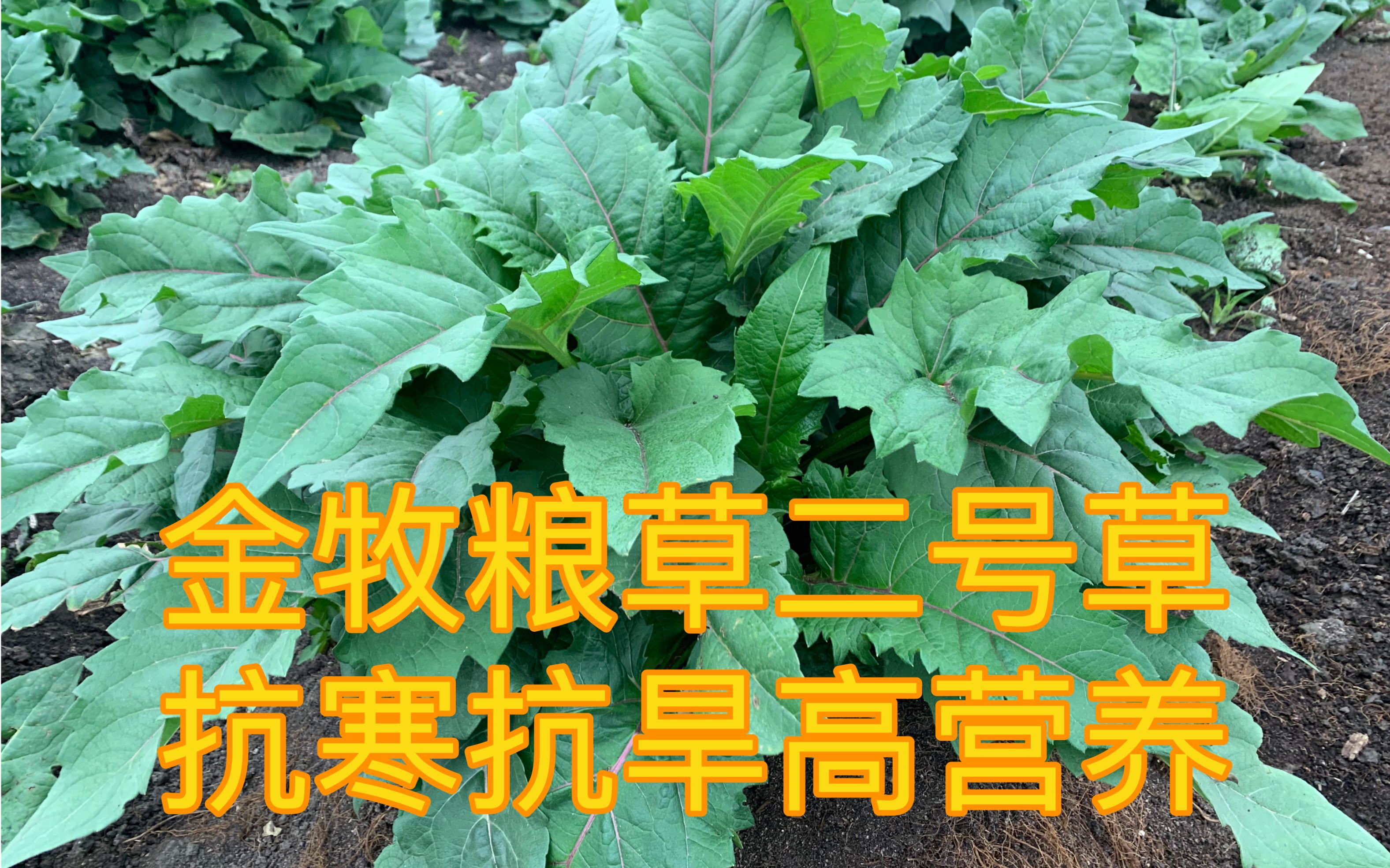 抗寒抗旱高营养的金牧粮草二号草,它有自己的生存妙招