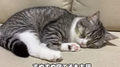 もちまる日記-哔哩哔哩_Bilibili