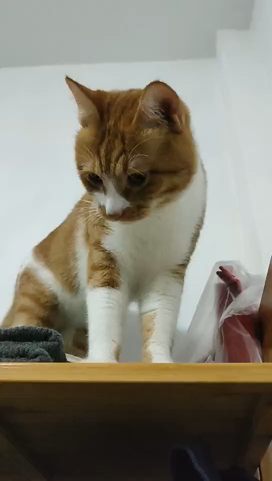 盛世美颜小豆丁