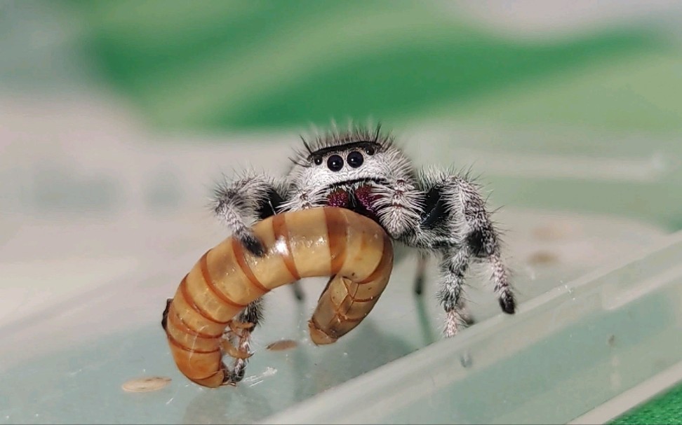 【灰佛跳蛛】蛛蛛吃饭画面(希望小姑娘是在积极备孕了,不知道这次交配