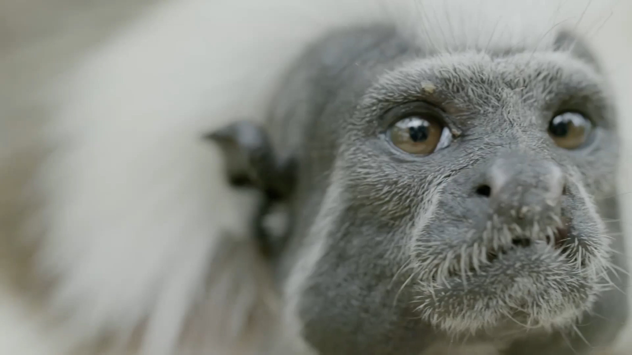 哥伦比亚珍稀的绒顶柽柳猴相貌清奇,青春期小猴踏上独行之路!