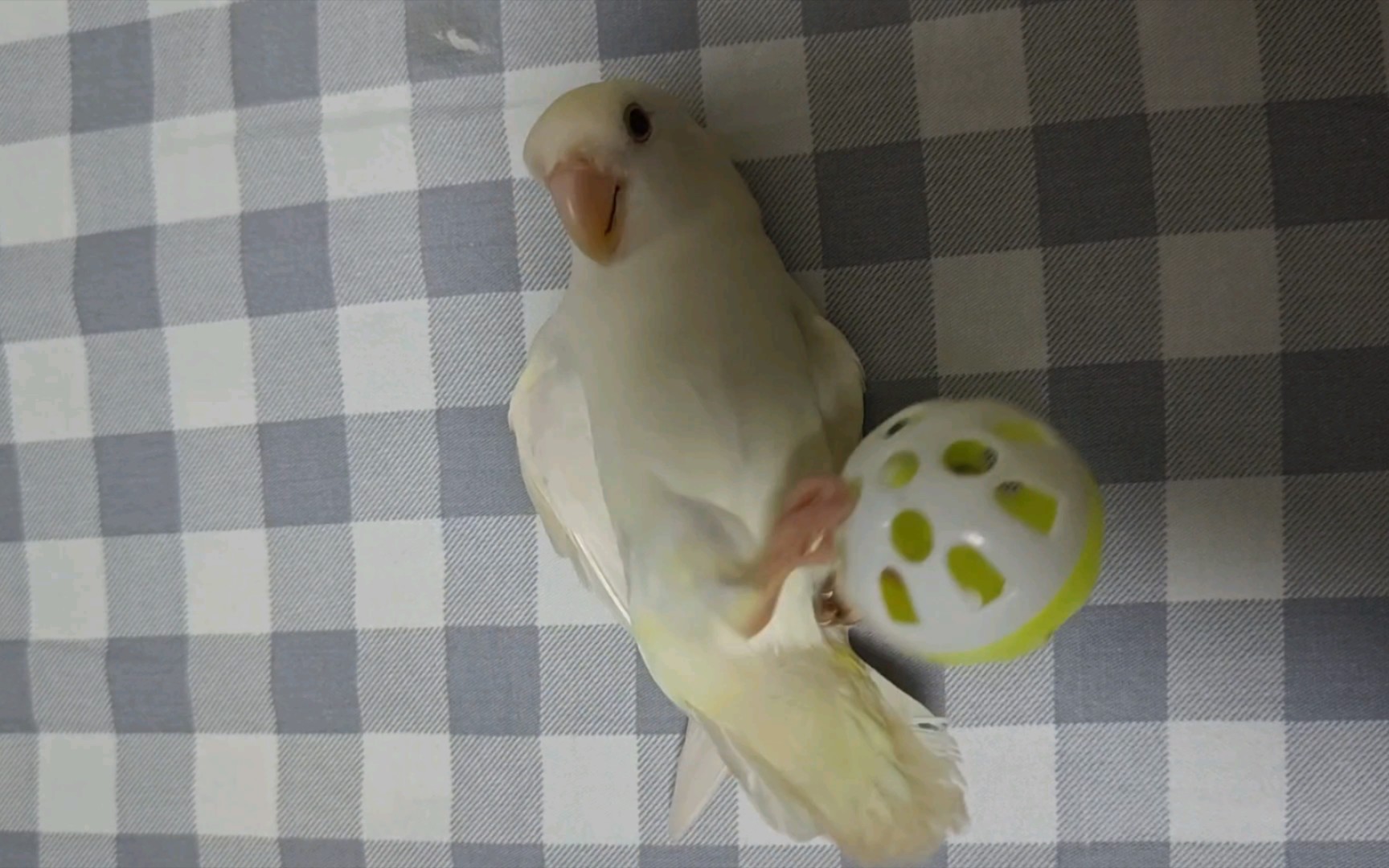 牡丹鹦鹉の日常