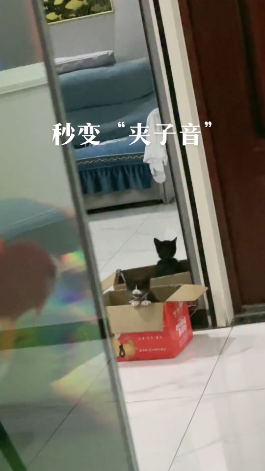 夹子猫来啦!快来看看~哔哩哔哩bilibili