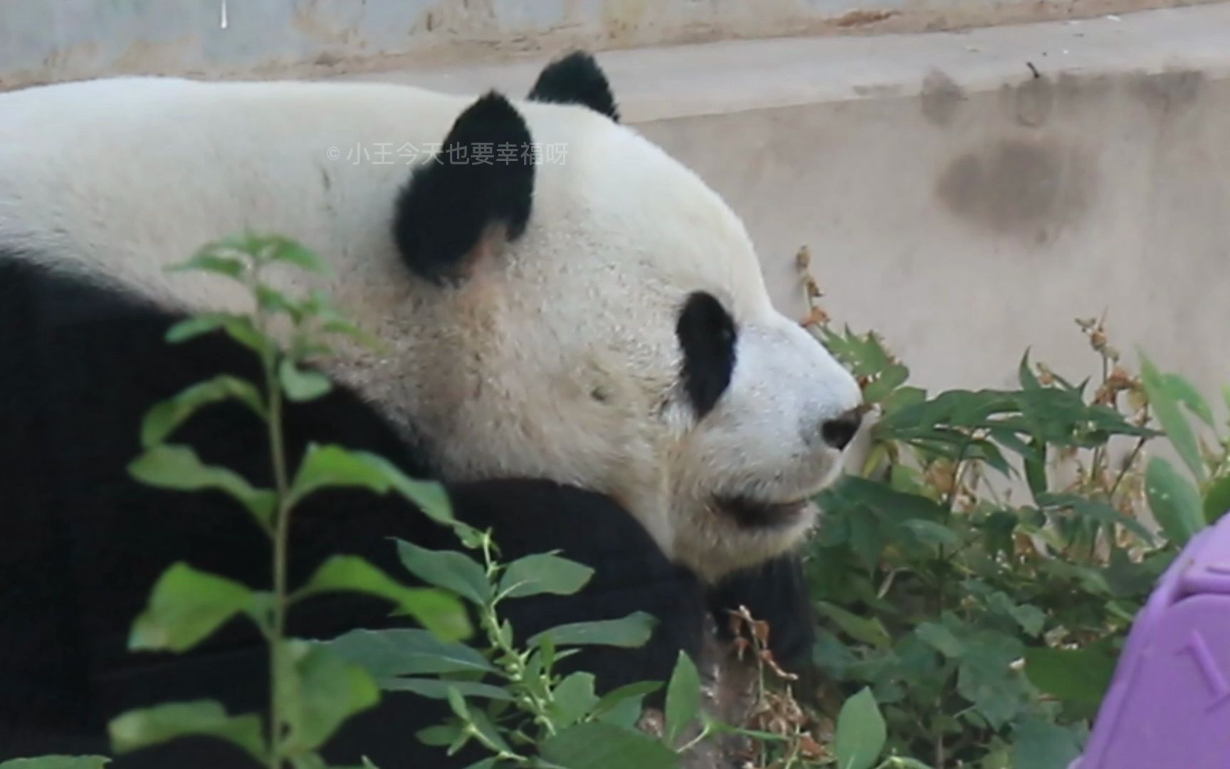 萌兰,萌萌,福星,萌大,萌玉的趴趴熊侧脸