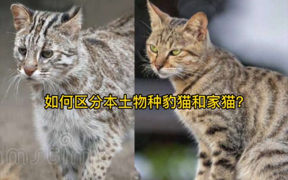 [图]如何区分本土物种豹猫和家猫？