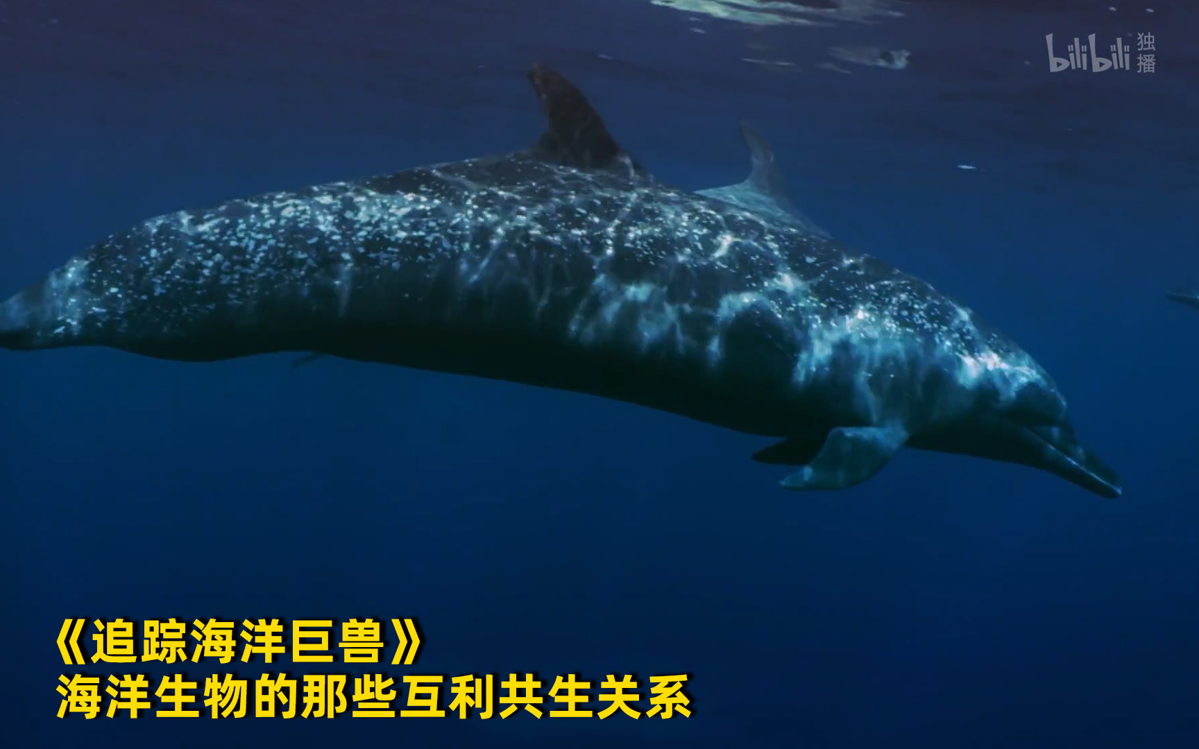 [图]【追踪海洋巨兽】看点1：海洋生物的那些互利共生关系 竖版