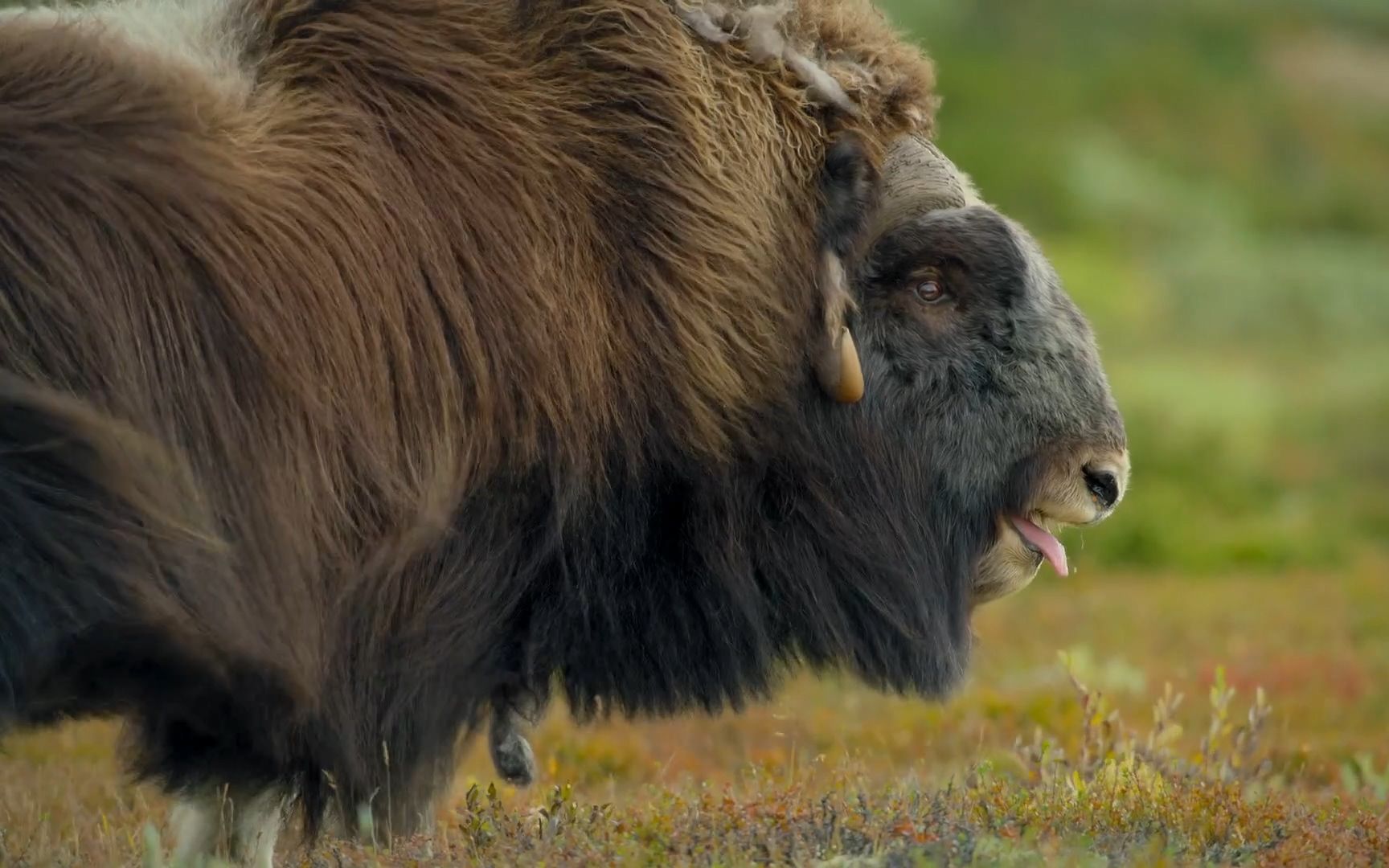 北极圈的麝香牛