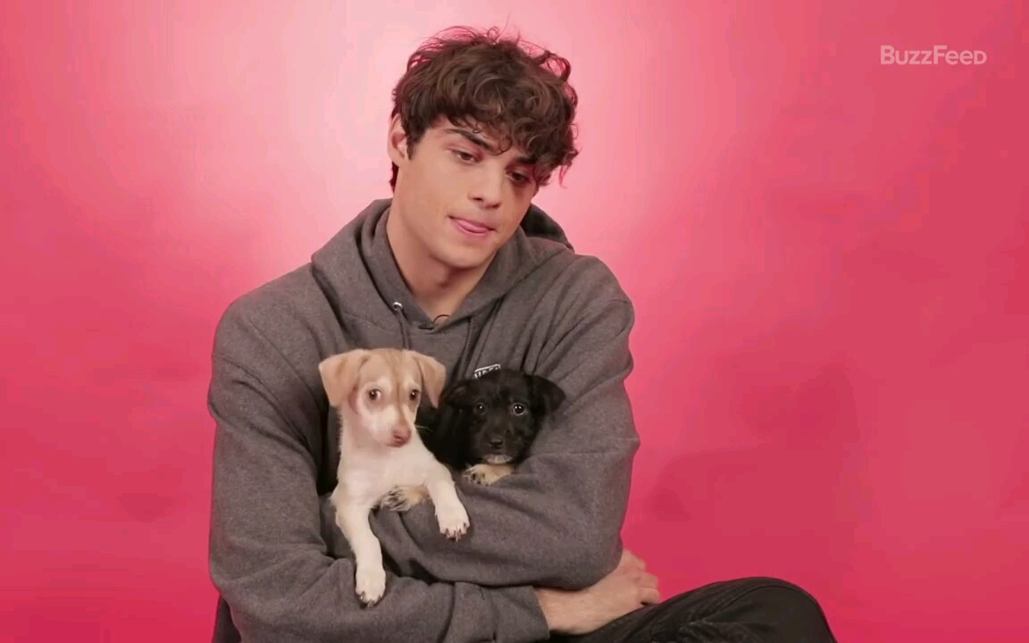 【noah centineo】plays with puppies 致所有我曾爱过的男孩小哥哥抱