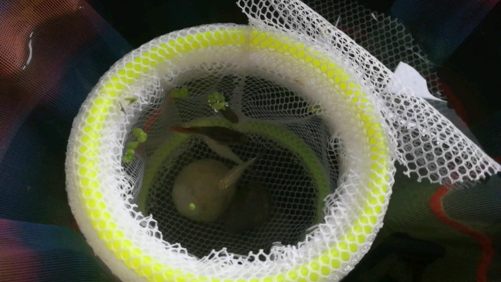 【玛丽鱼】新买的白玛丽鱼生了一群熊猫眼?