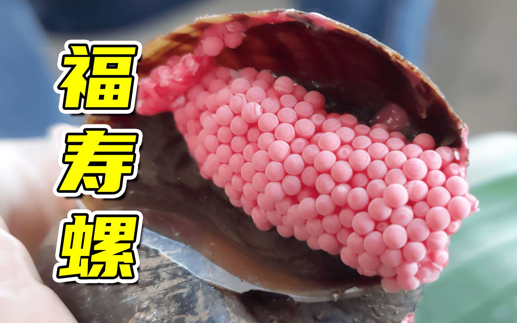 福寿螺乱入荔枝,广东妹子被咬,福寿螺卵很解压