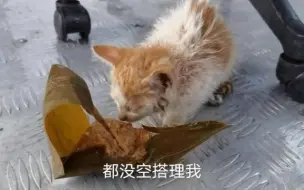 下载视频: 可怜的流浪猫，被大雨淋的湿透，好心善良的保安，救助了它