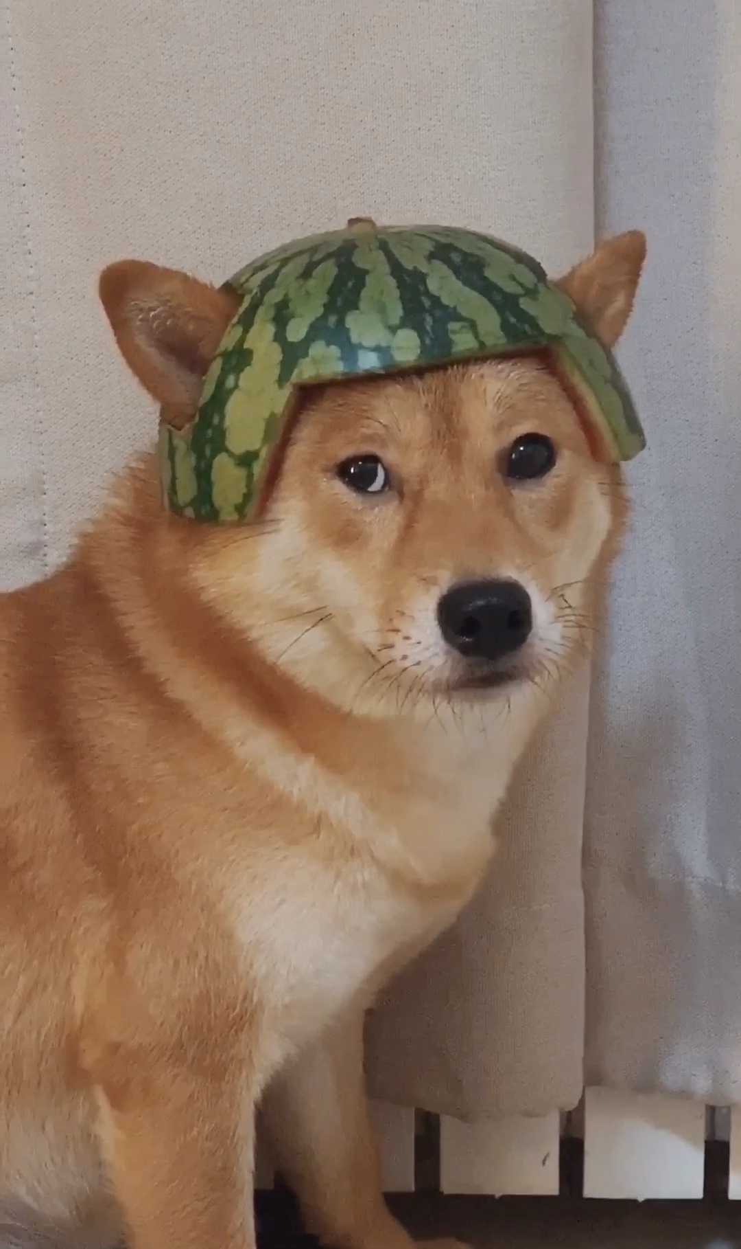 夏天里狗子和西瓜的联袂演绎#柴犬##西瓜