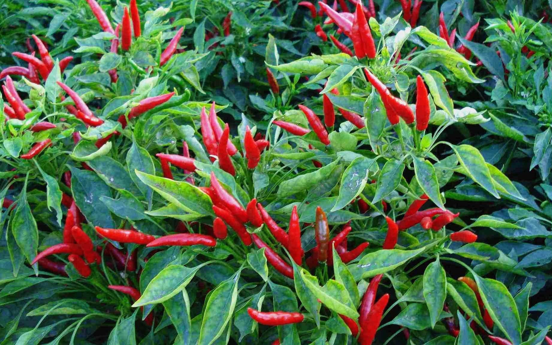 家夜校169 普通露天辣椒栽培技术(四)生物学特性下