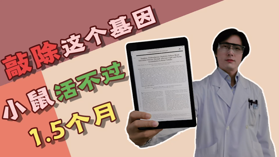 敲除这个基因,小鼠活不过1.5个月!敲除黄嘌呤氧化还原酶基因,尿酸少了,小鼠体内嘌呤累积,肾脏损伤,出生14天后不能正常发育,大多数活不过一个...