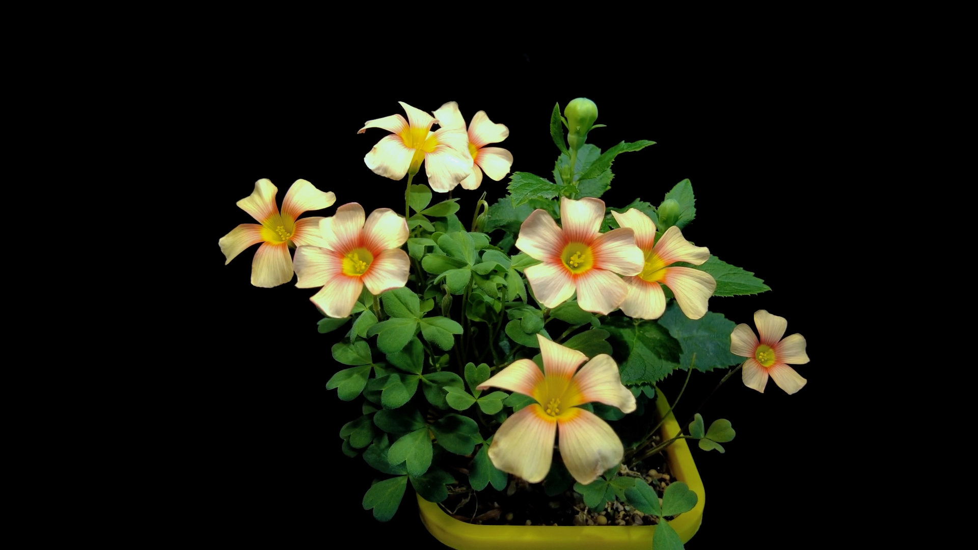 【延时摄影】ob酢浆草 太阳鸟 sunbird