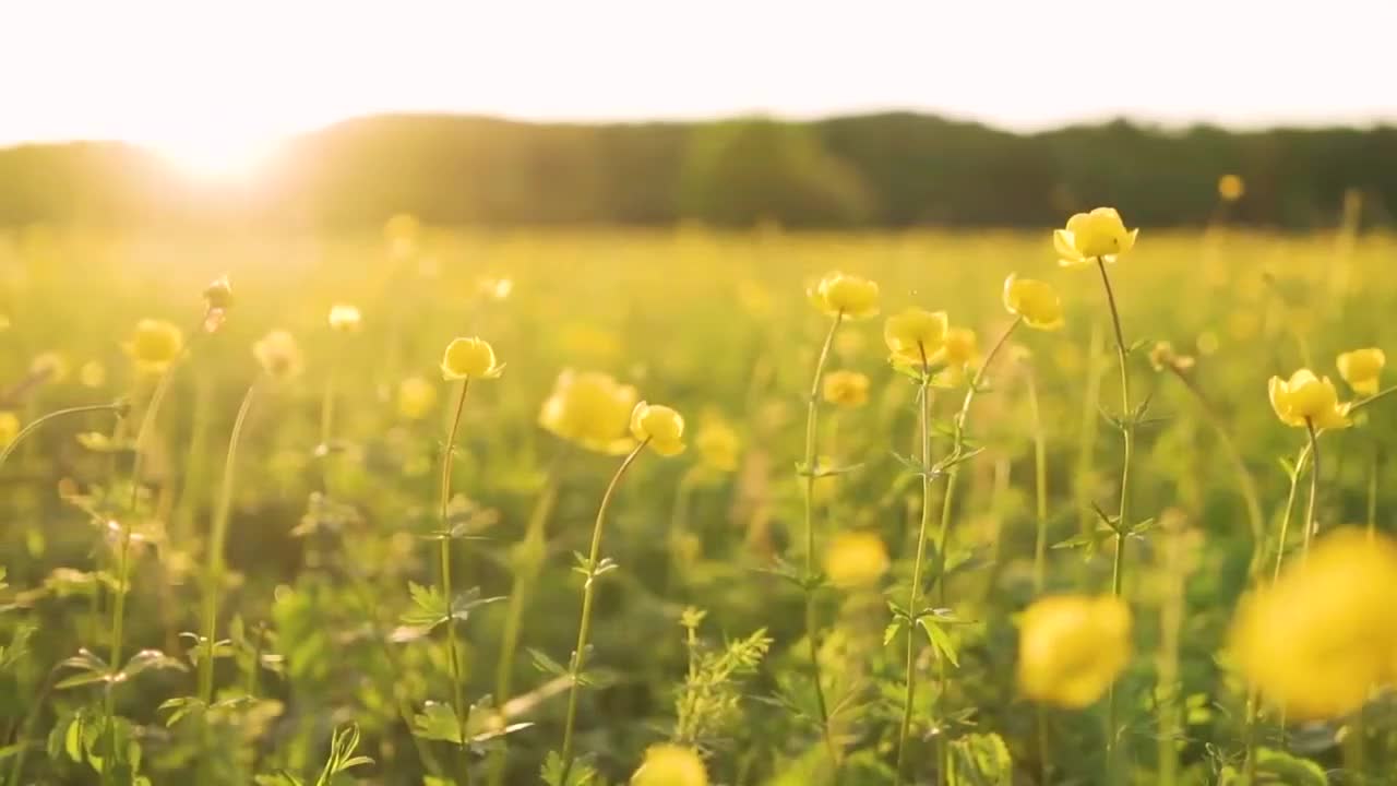 [图]「清晨」一起聆听来自大自然的声音，感受冥想带来的放松和活