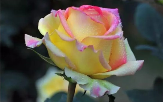 在东北养的一些切花月季红色梅拉梦迪尔阿班斯