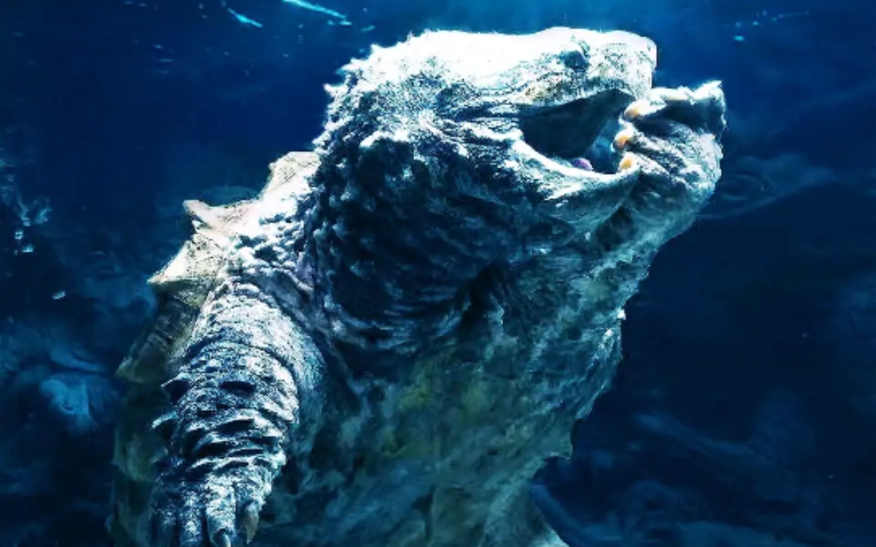 珍惜大鳄龟纪录片1