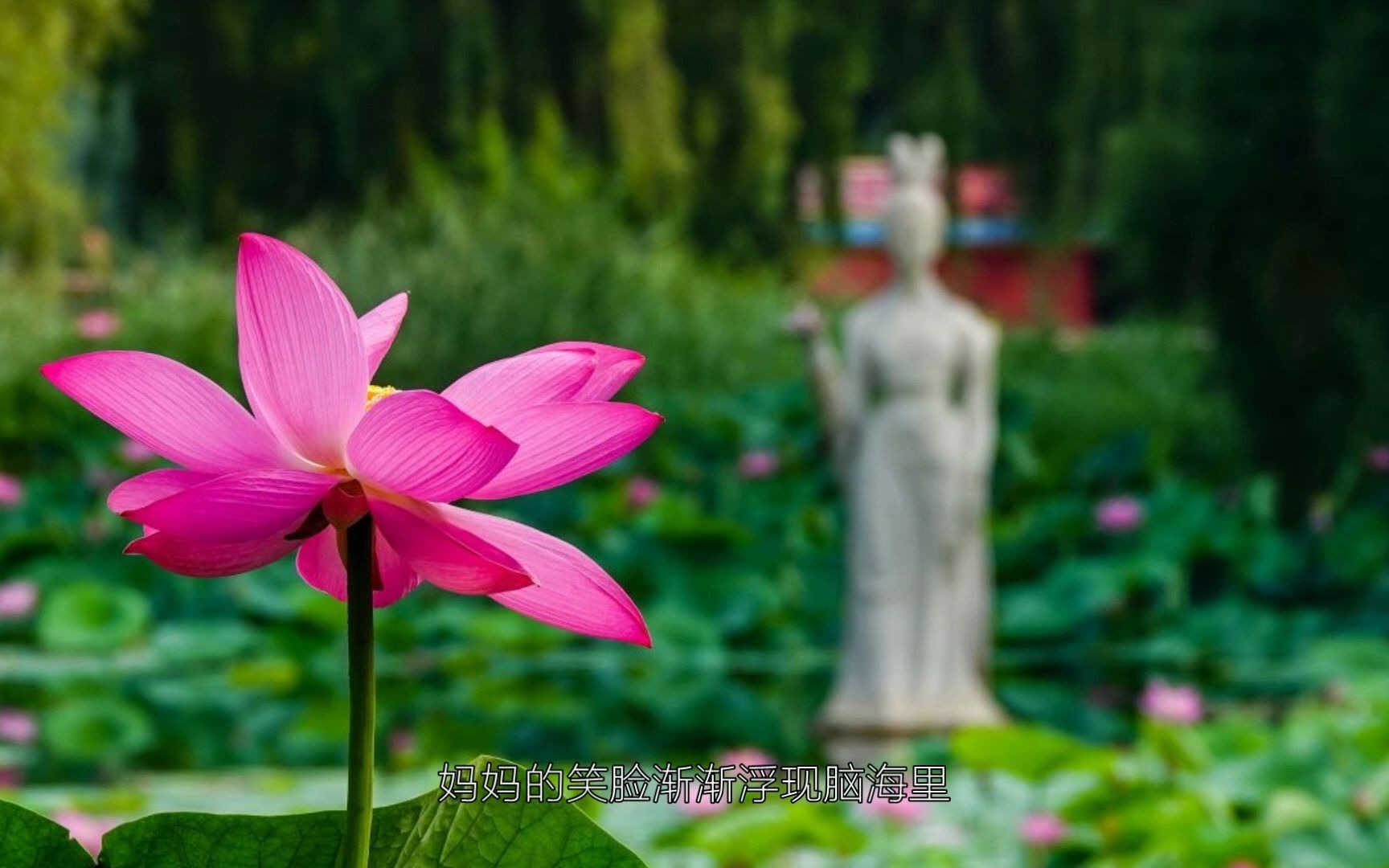 【莲花】情思:一位美丽的莲花姑娘邀你北陵来赏荷观柳(杨蔓莲花)哔哩哔哩bilibili