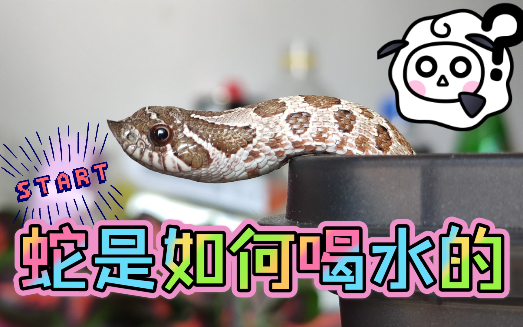 猪鼻蛇喝水 奇怪知识又增加了