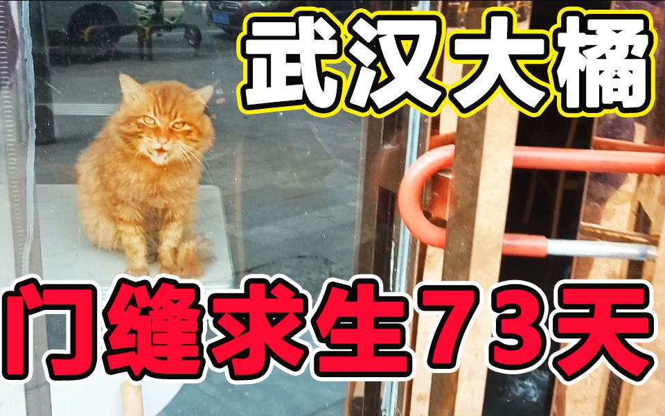 主人回来看见猫屎满天会打死猫吗?门缝掏垃圾!哔哩哔哩bilibili