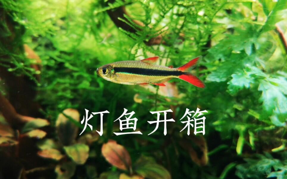 草缸】贵价灯鱼开箱，等了大半年的赤焰绿翡翠_哔哩哔哩_bilibili