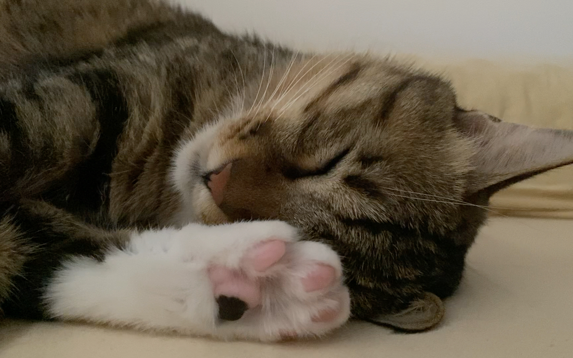 安静睡觉的美女子