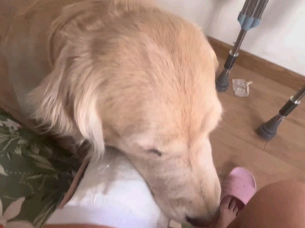 金毛看见主人腿断了心疼地哭了