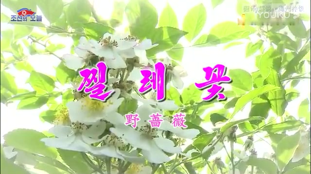野蔷薇歌曲(野蔷薇歌曲表达了什么)