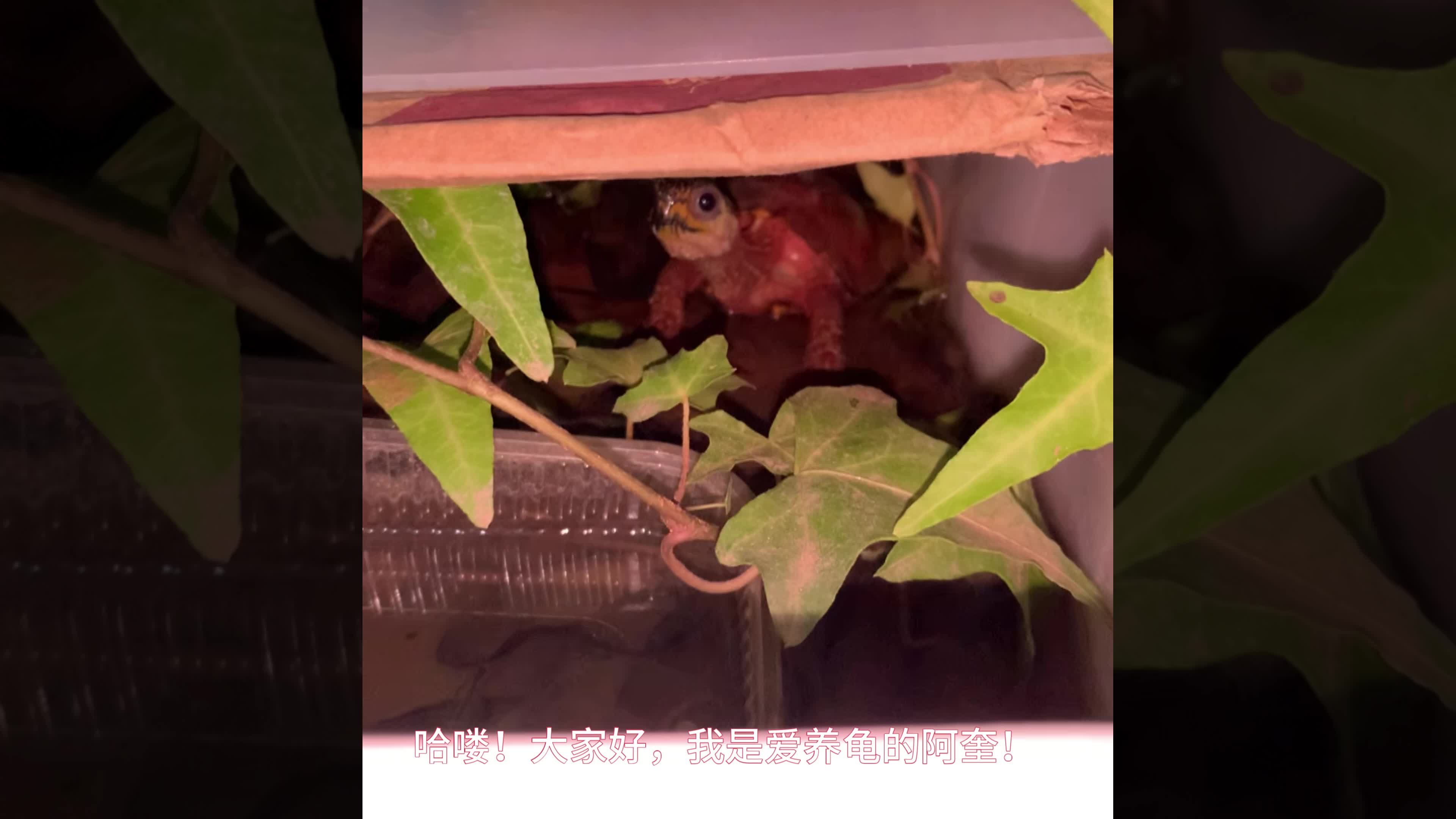 海南枫叶龟治愈了我的精神内耗