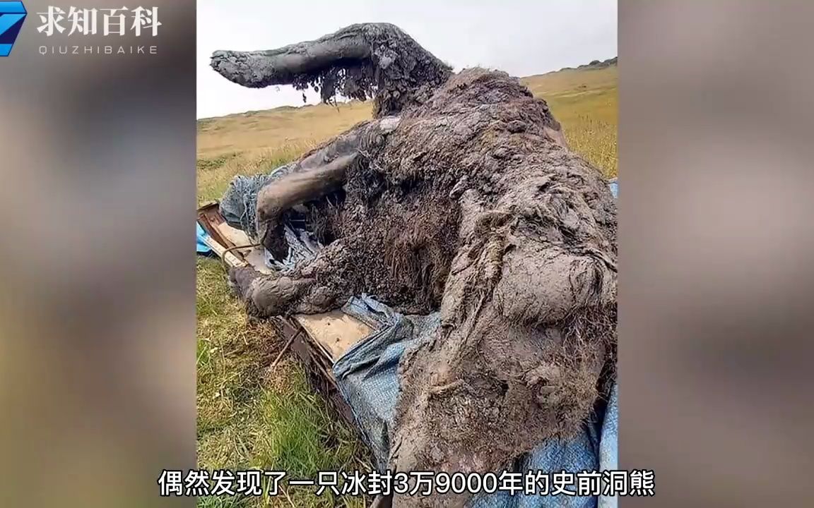 [图]西伯利亚又发现远古生物遗体，远古生物为何频繁被发现