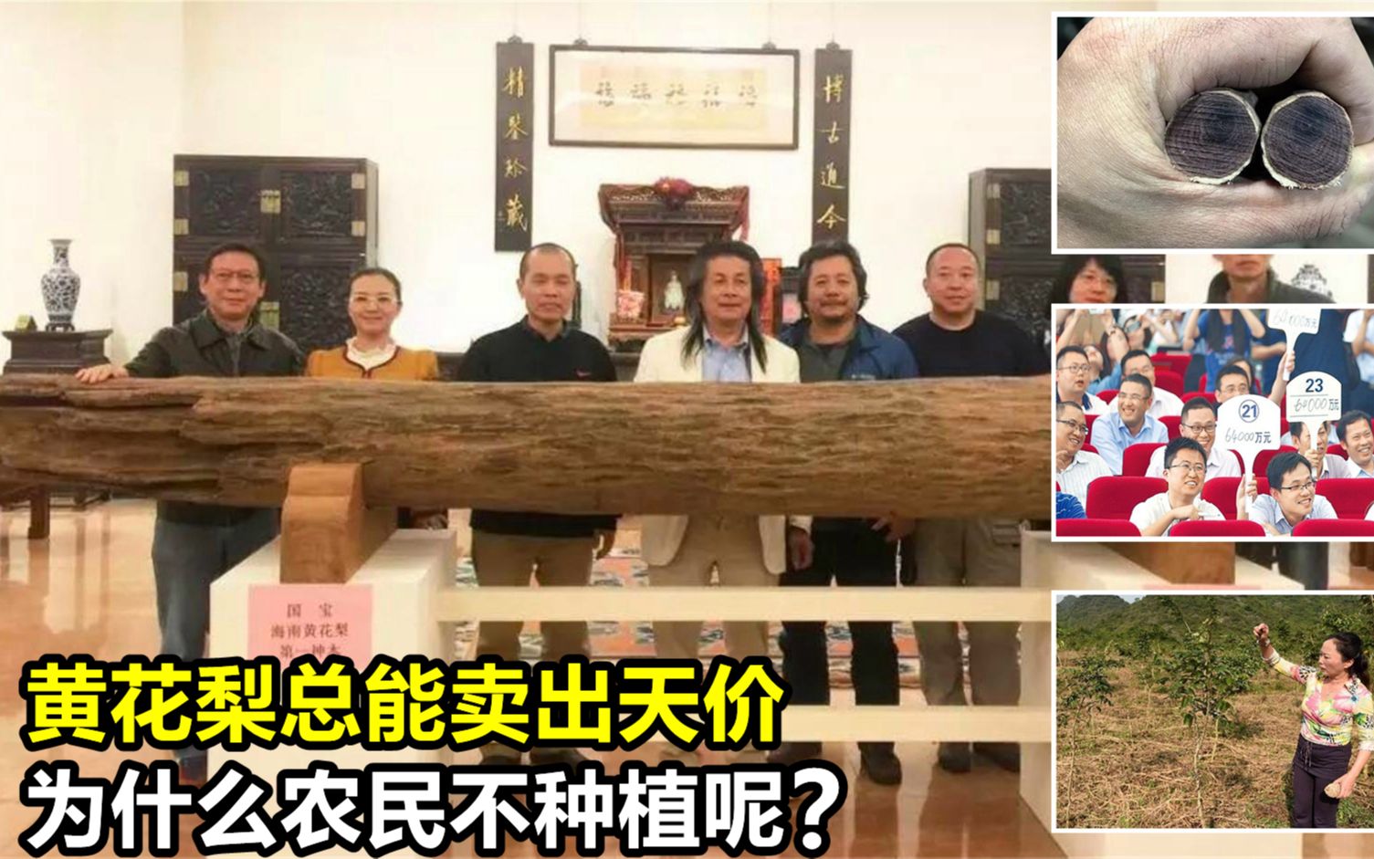 “黄花梨”到底是何物?为何总能卖出天价?农民为什么不种植呢?哔哩哔哩bilibili