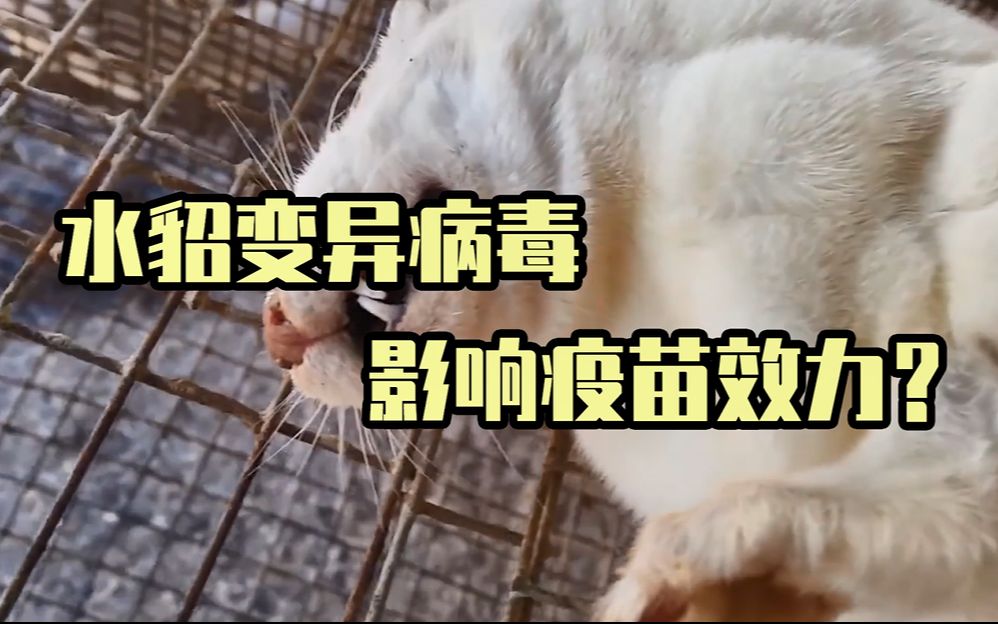 水貂体内病毒突变或影响新冠疫苗效力6国报告传染人事件