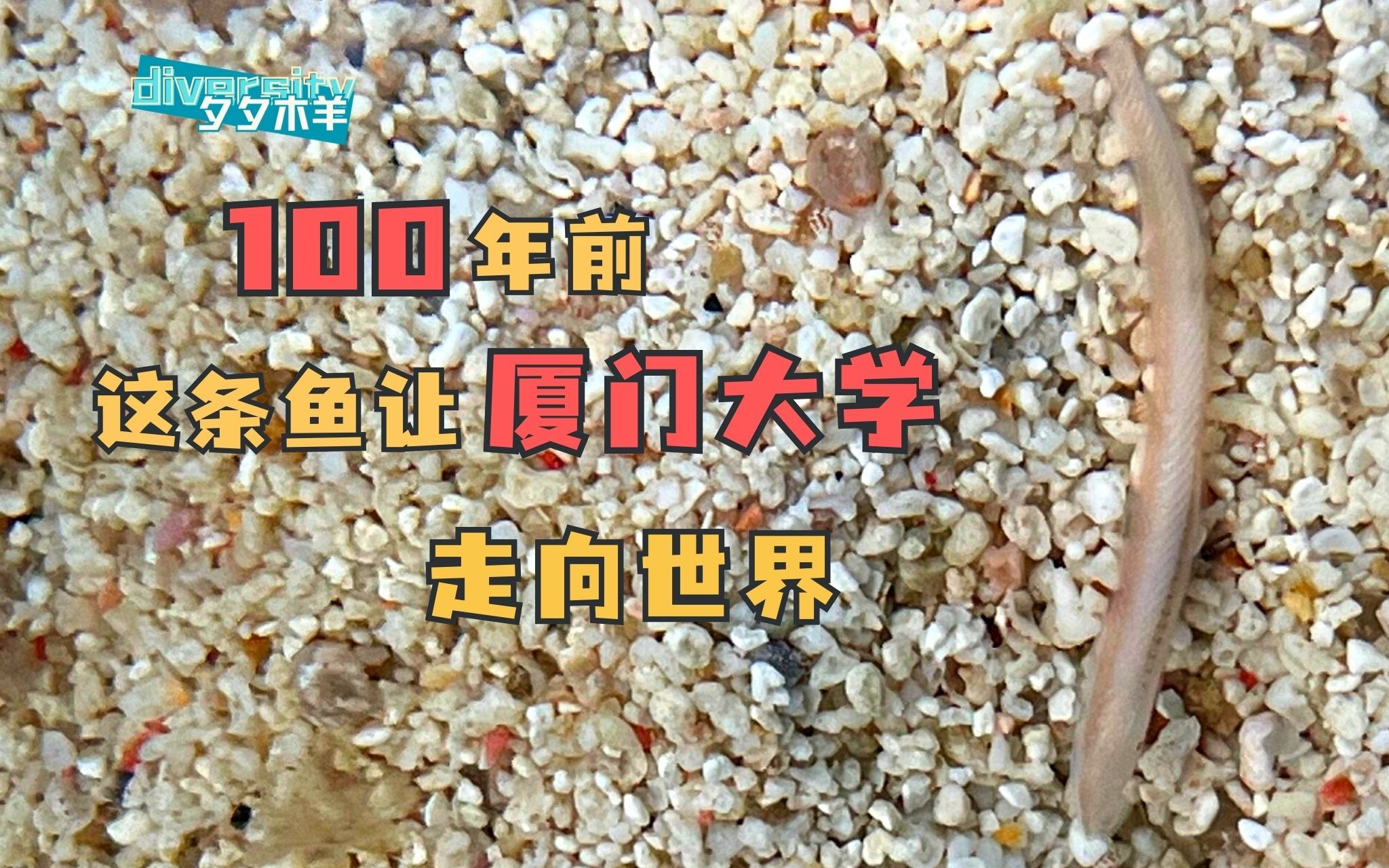 100年前,这条鱼让厦门大学走向世界哔哩哔哩bilibili