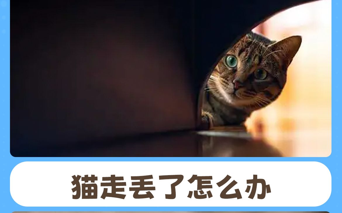 [图]猫走丢了怎么办