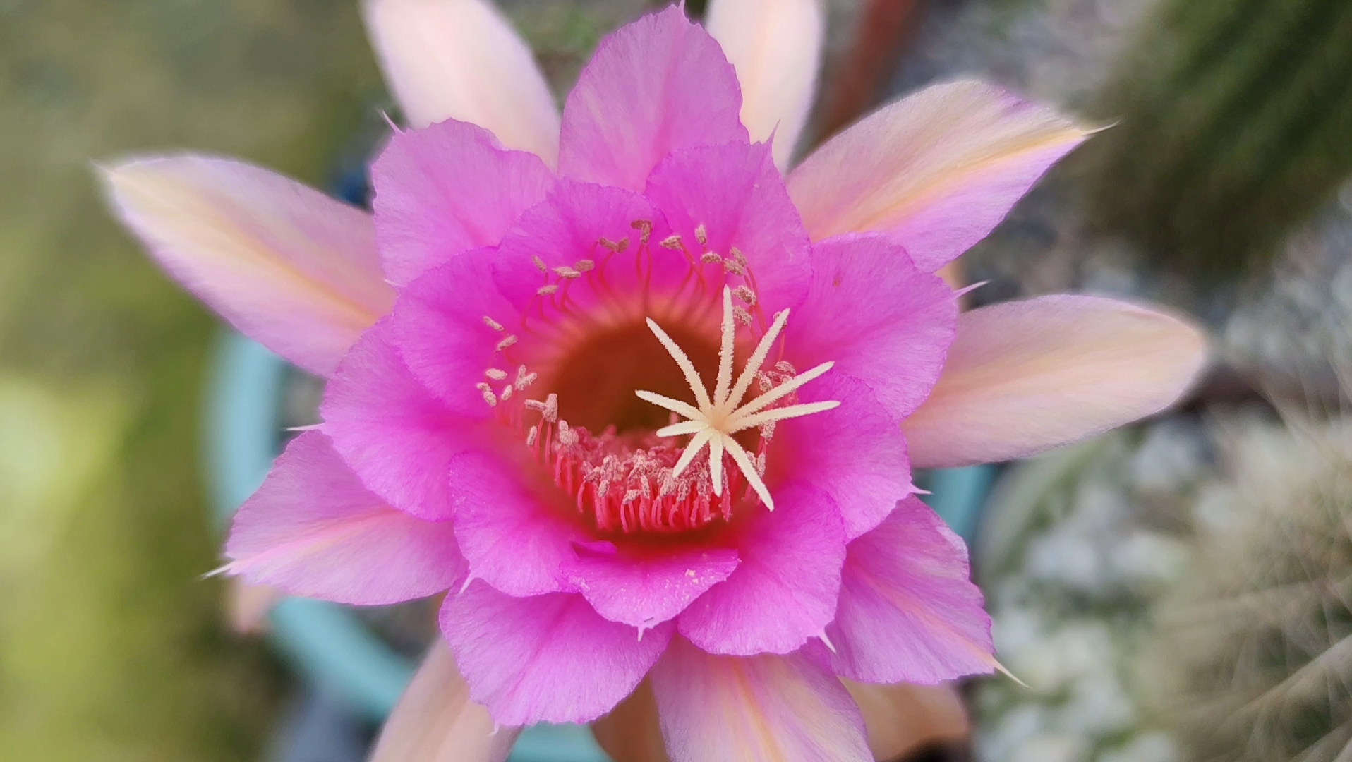 金纽仙人球 蓉蓉